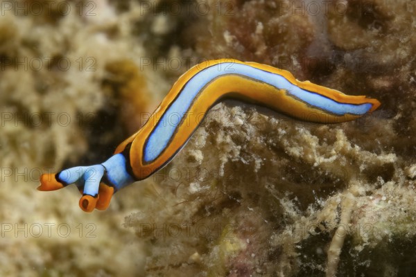 Nudibranch Line Thuridilla (Thuridilla lineolata) colloquially known as orange-edge sucker, Pacific
