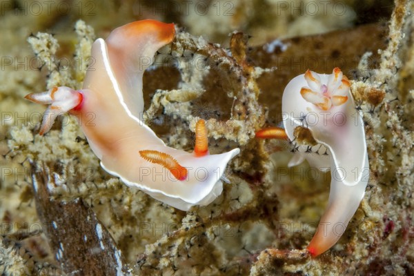 Underwater photo extreme close-up of two nudibranchs Bullocks Hypselodoris (Hypselodoris bullockii)