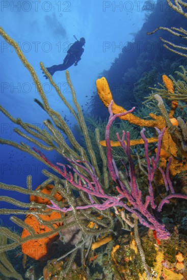 Colourful intact coral reef with Caribbean horn coral (Eunicea mammosa) on the left foreground