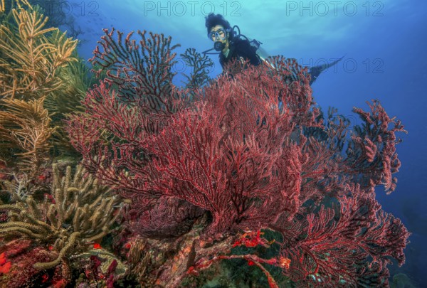 Underwater photo of diver looking at red fan coral (Thesea rubra) Red fan gorgonian horn coral in