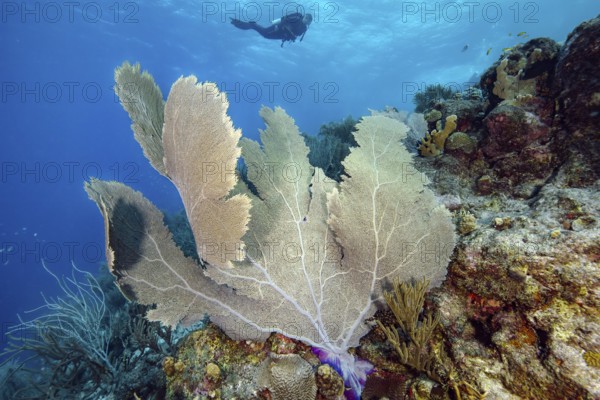 Large fan coral (Gorgonia flabellum) horn coral in Caribbean coral reef, in the background