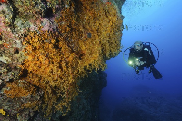Diver observing illuminated colony of Macaronesian encrusting anemone (Antipathozoanthus
