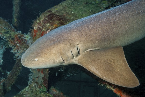 Underwater photo of anterior body of young Atlantic nurse shark (Ginglymostoma cirratum) with small