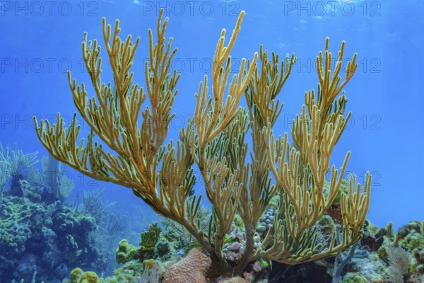 Underwater photo of Caribbean horn coral (Eunicella racemosa) Horn coral species growing in intact