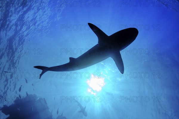 Underwater photo backlit shot with silhouette of large shark (Carcharhinus) swimming below sea