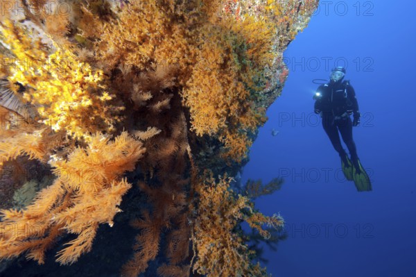 Diver looking at steep rock face of lava rock reef with colony of Macaronesian encrusting anemone