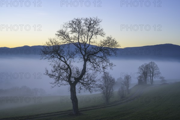 Blue hour trees in fog at Kremesberg, Pottenstein, Lower Austria, Austria