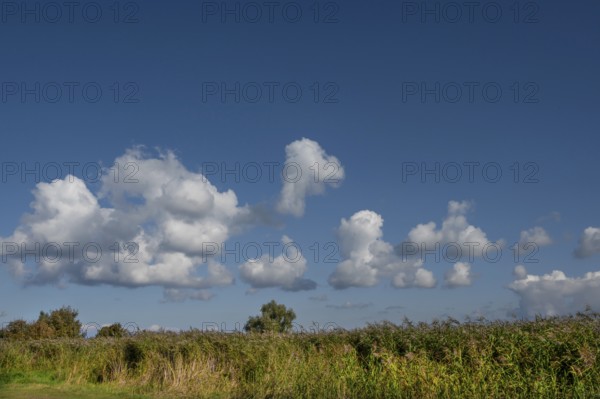 Reed, thatch (Phragmites australis) in the Bodden landscape, cloudy sky, Ahrenshoop, Darß,
