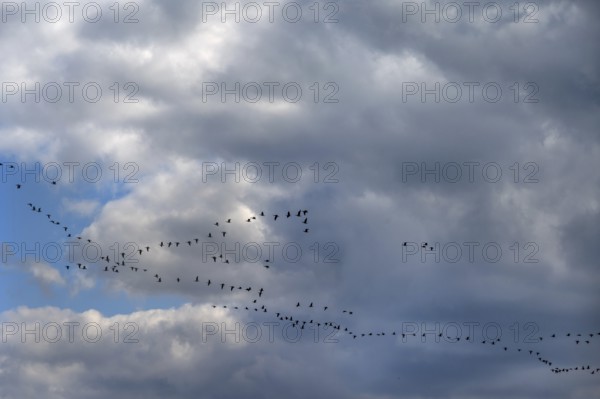 Wild geese (Anser anser) flying in formation under rain clouds (Nimbostratus) at the Darß,