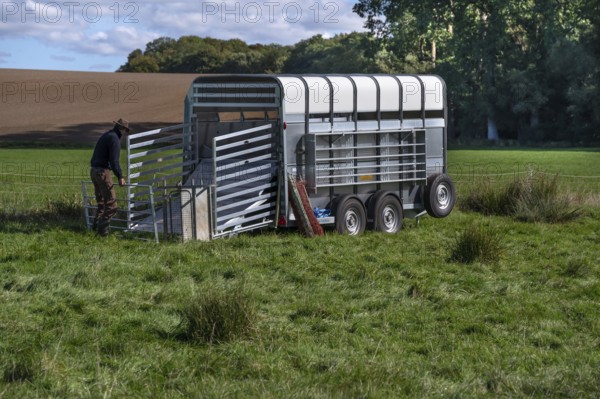 Young shepherd builds a ferch for his sheep on his animal transporter in the pasture, Rehna,