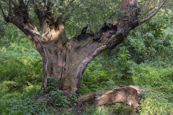 Old willow tree (Salix) split by lightning, Ahrenshoop, Darß, Mecklenburg-Western Pomerania,