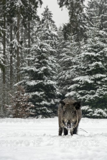 While it is snowing, a wild boar (Sus scrofa) searches for food in a snow-covered forest meadow,