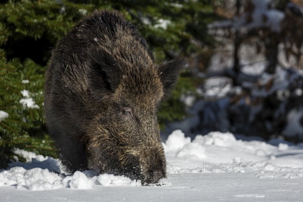 A wild boar (Sus scrofa) has left its daytime den in the best daylight and is looking for food in