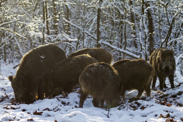 A herd of wild boar (Sus scrofa) searches for beechnuts under the snow between beech leaves,