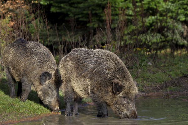 Two wild boar (Sus scrofa) visit a small pond in the forest in the late afternoon to drink, thirst,