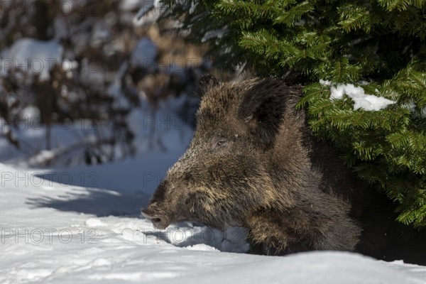The wild boar (Sus scrofa) cautiously leaves its sleeping place under the sweeping branches of a