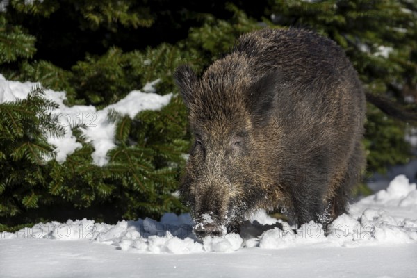 A wild boar (Sus scrofa) in about 15cm of fresh snow, unfortunately such weather conditions are