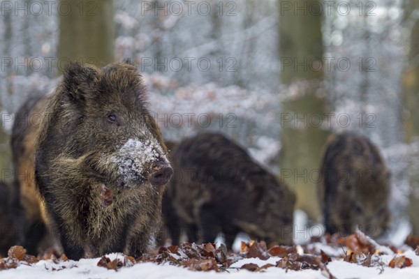 Wild boar (Sus scrofa) in winter, snow, Germany