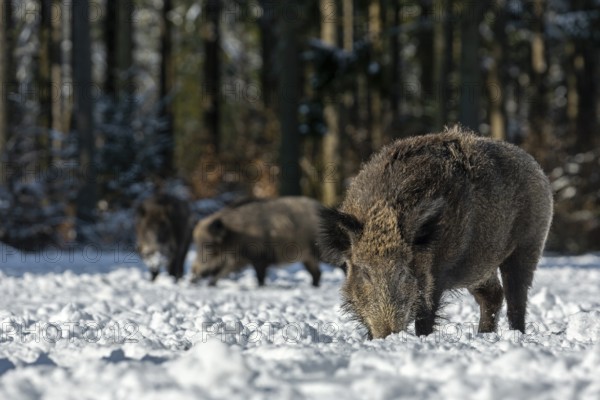 The warming winter sun attracts some wild boars (Sus scrofa) to a snow-covered forest meadow, snow,
