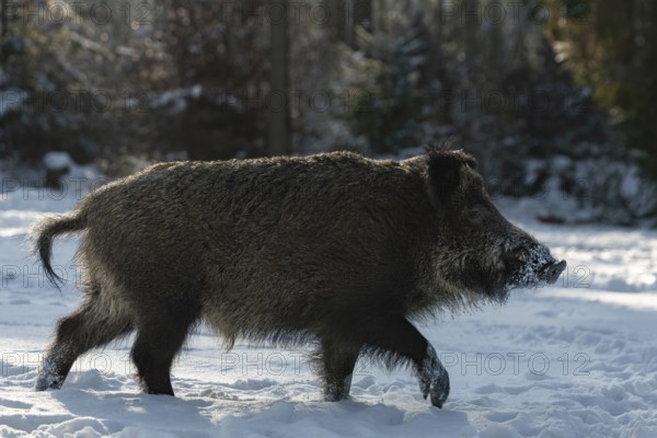 A wild boar (Sus scrofa) running across a snowy forest meadow, winter, winter sun, wild boar,