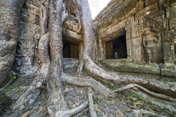 Tetrameles (Tetrameles nudiflora), tree conquers with its roots the ruins of the temple complex of