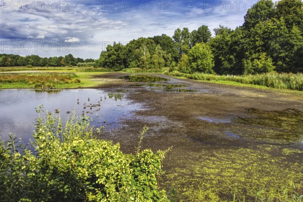 Shallow water area of De Wittsee with thick riparian vegetation and extensive skies on a quiet day,