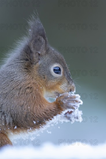 Red squirrel (Sciurus vulgaris) adult animal eating a hazel nut in snow in winter, England, United