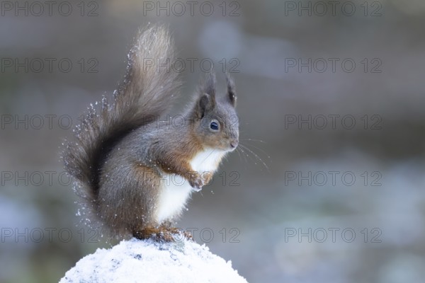 Red squirrel (Sciurus vulgaris) adult animal on a snow covered stone wall in winter, England,