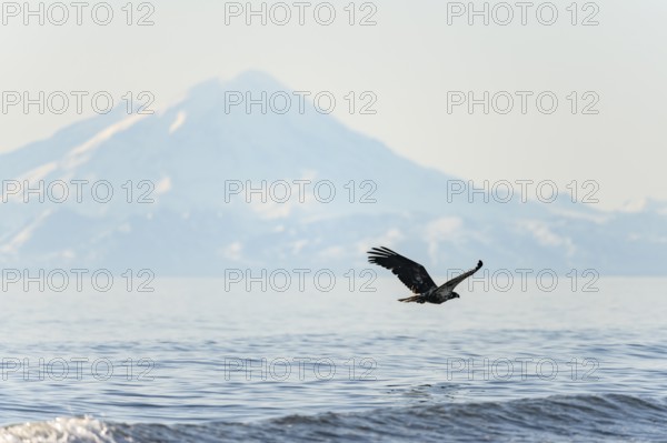 Bald eagle (Haliaeetus leucocephalus) in flight, Anchor Point at Cook Inlet, snow-covered mountain