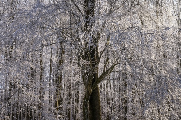 Wintery forest with hoarfrost on Königstuhl mountain, Rhein-Neckar district, Baden-Württemberg,