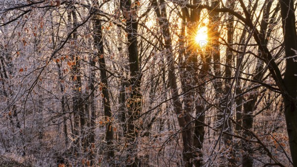 Wintery forest with hoarfrost on Königstuhl mountain, evening light, sunset, Rhein-Neckar district,