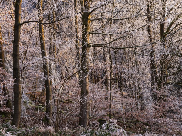 Wintery forest with hoarfrost on Königstuhl mountain, evening light, Rhein-Neckar district,