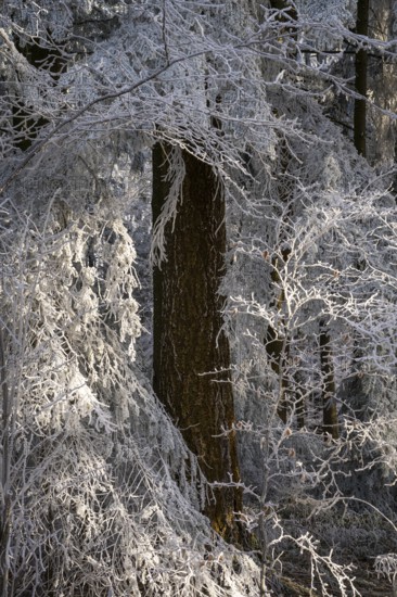 Wintery forest with hoarfrost on Königstuhl mountain, tree trunk, Rhein-Neckar district,