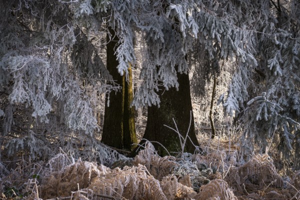 Wintery forest with hoarfrost on Königstuhl mountain, conifer and fern, Rhein-Neckar district,