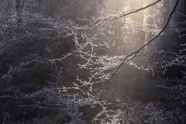 Wintery forest with hoarfrost on Königstuhl mountain, branch against light. Rhein-Neckar District,