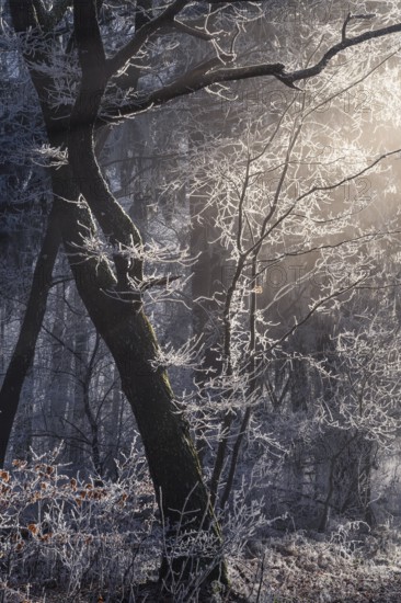 Wintery forest with hoarfrost on Königstuhl mountain, tree with backlight, Rhein-Neckar district,