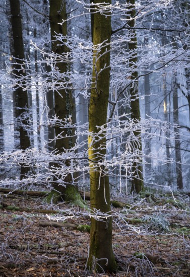 Wintery forest with hoarfrost on Königstuhl mountain, Rhein-Neckar district, Baden-Württemberg,