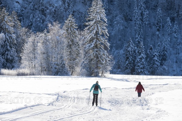 People skiing through a snowy winter landscape on the edge of a forest, cross-country skiing, near