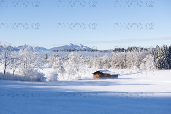Snowy winter landscape with a secluded hut in front of a wooded mountain background, near Buching,