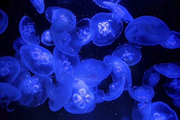 Jellyfish, moon jellyfish (Aurelia aurita) in the Ozeaneum, Hanseatic city of Stralsund,