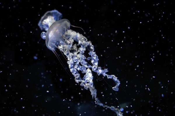 Jellyfish, compass jellyfish (Chrysaora hysoscella), Ozeaneum, Hanseatic City of Stralsund,
