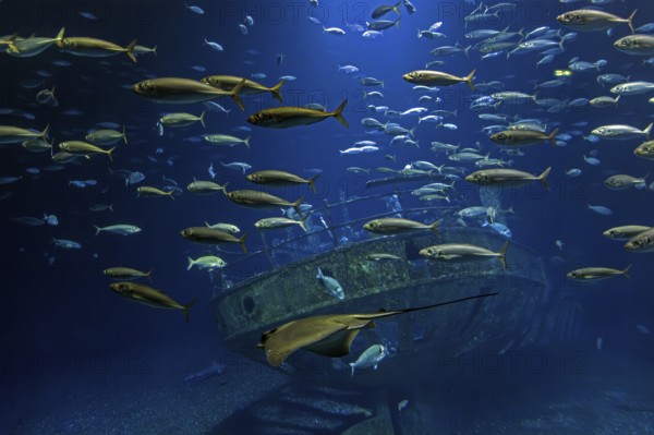 Fish in the huge aquarium in the Ozeaneum, Hanseatic City of Stralsund, Mecklenburg-Western