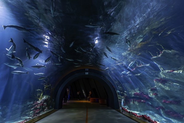 Tunnel aquarium in the Ozeaneum, Heligoland Tunnel, Hanseatic City of Stralsund,