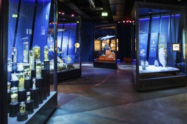 Exhibition room with display cases and animal products in the Ozeaneum, Hanseatic City of