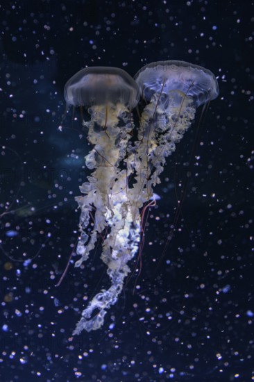 Jellyfish, compass jellyfish (Chrysaora hysoscella), Ozeaneum, Hanseatic City of Stralsund,