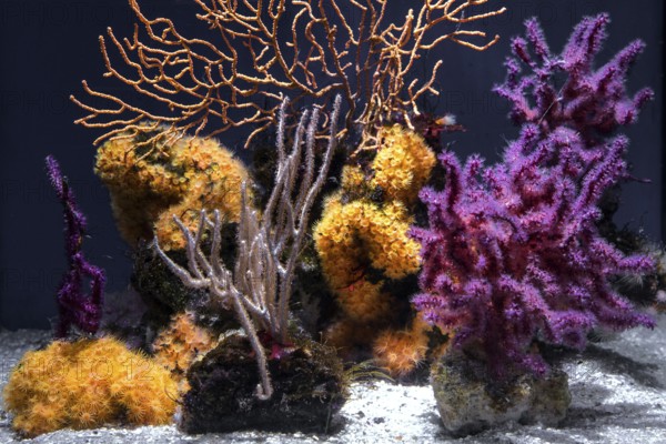 Soft corals (Sclerophytum lamellatum), Ozeaneum, Hanseatic City of Stralsund, Mecklenburg-Western