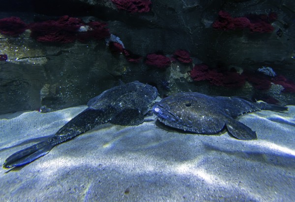 Anglerfish (Lophius piscatorius), Ozeaneum, Hanseatic City of Stralsund, Mecklenburg-Western