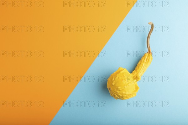 Decorative orange Pumpkin on blue and orange pastel paper background, top view, flat lay, copy