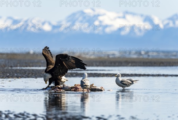Bald eagle (Haliaeetus leucocephalus) on the beach near prey, Anchor Point at Cook Inlet, Anchor