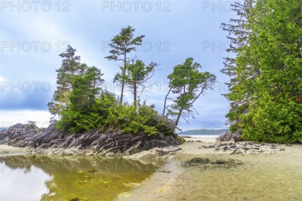Coniferous trees are growing on a small rocky island in a sheltered bay on a cloudy day in tofino,